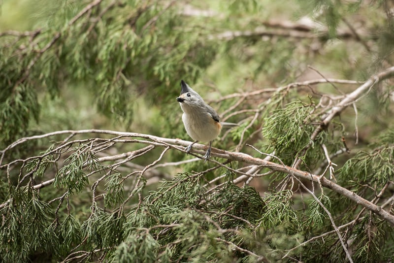 Tufted titmouse in Texas Hill Country