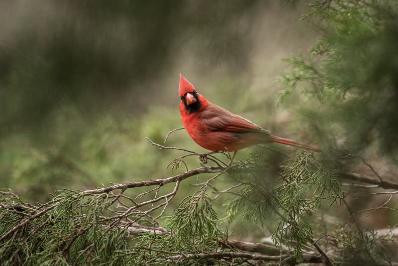Beautiful bright red cardinal seen at the bird blind at Pedernales Falls State Park