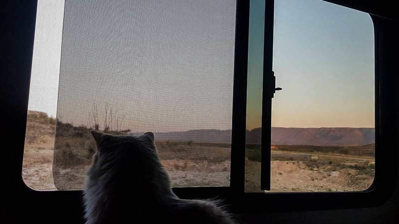 Our RV cat Sugar looking out the window