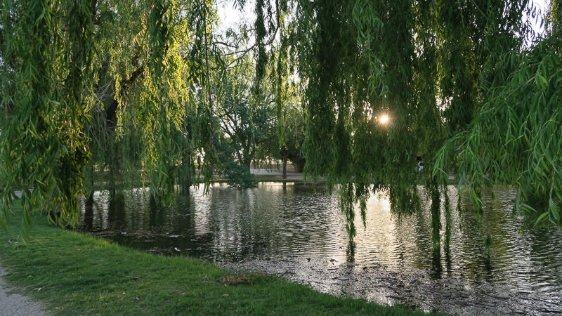 Weep Willows next tot he lake with the sun peaking through the vines