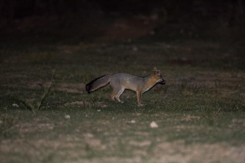 Fox like creature that followed buddy around at night