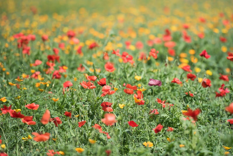 texas wildflowers