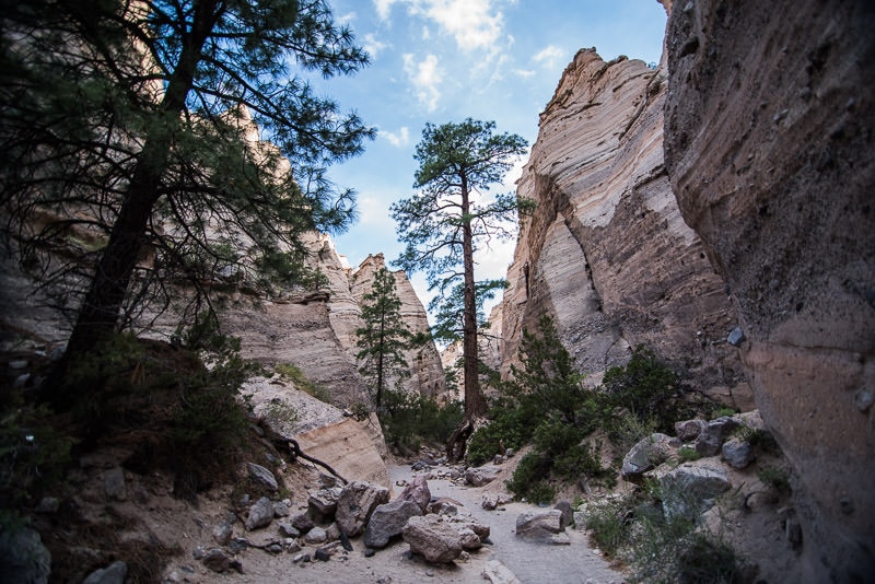 Trees and shrubs growing in the slot canyon hike