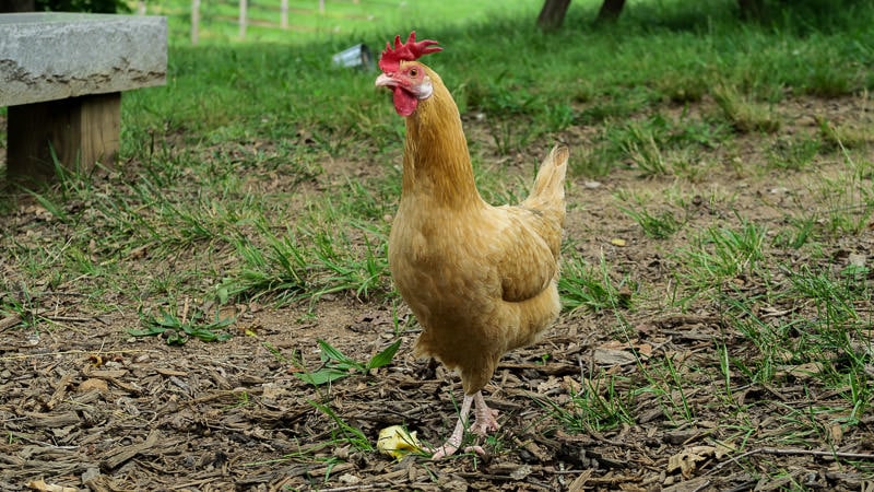 One of the hens of the farm