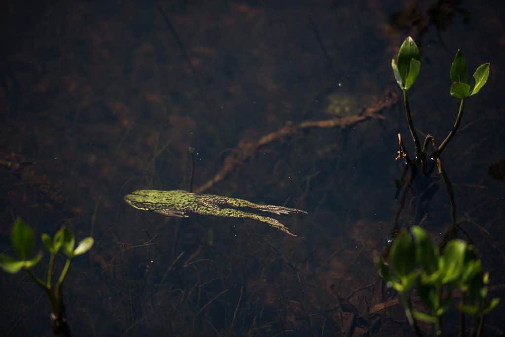Frog swimming through the crystal clear bog water