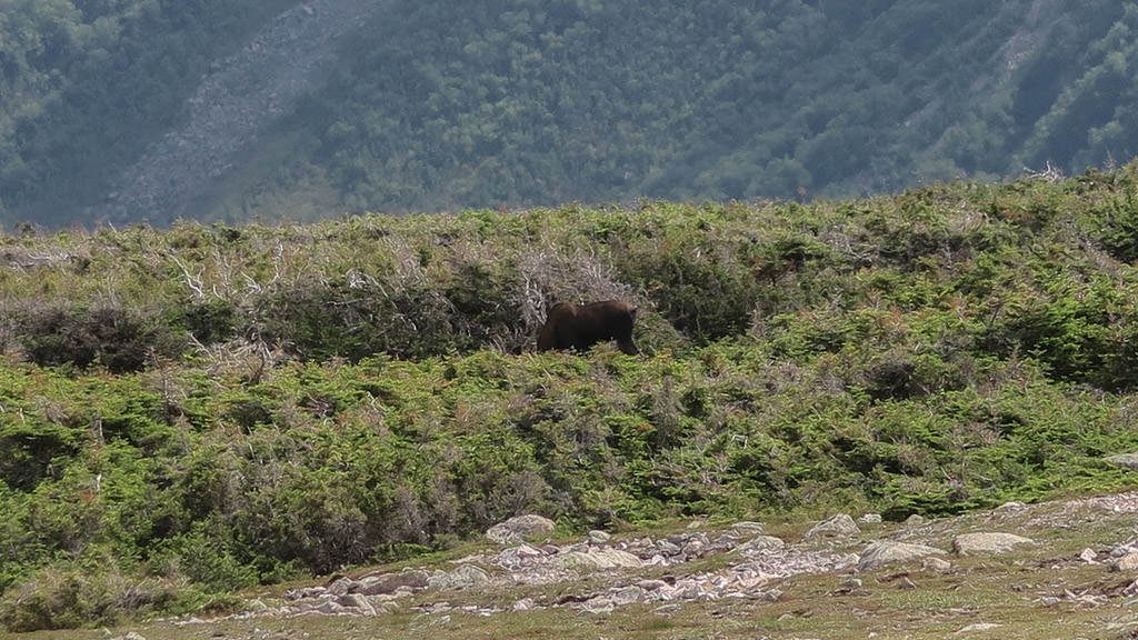 Moose grazing in the tall grass in Gros Morne National Park