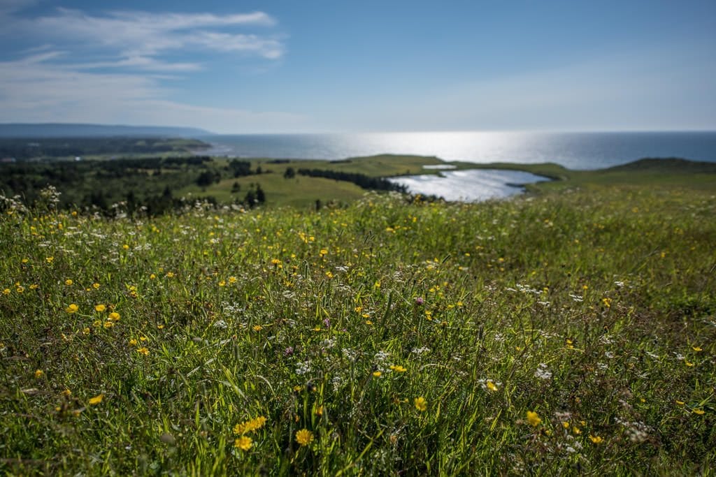 Wildflowers growing on the hill with a heart shaped lake in the background.