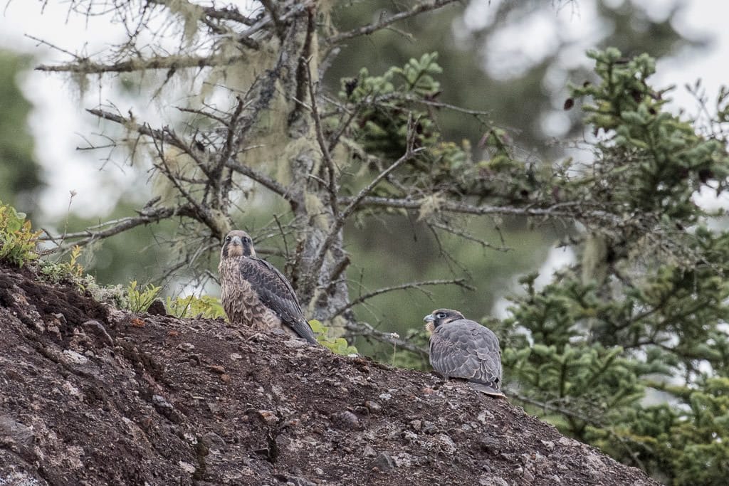 Peregrine Falcons nesting on the rock cliffs at hopewell rocks