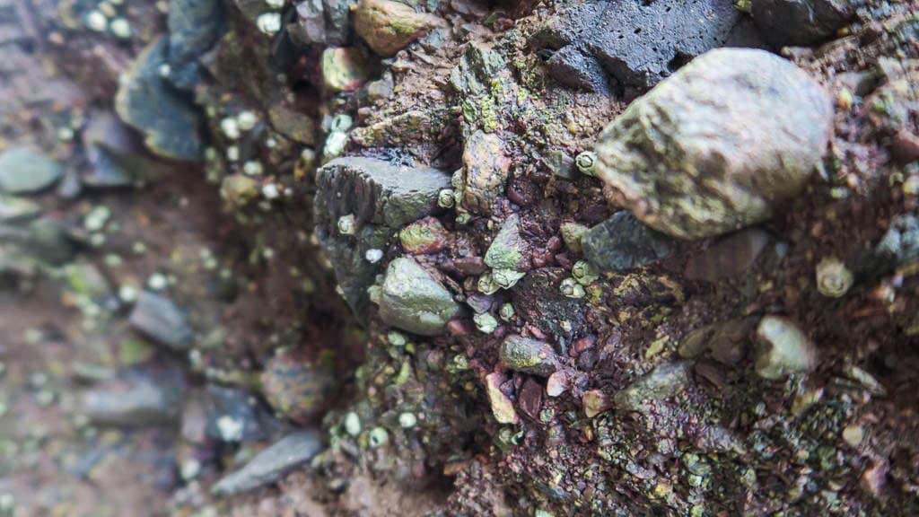 Closeup of some of the rocks with shells and pebbles in them at Hopewell Rocks