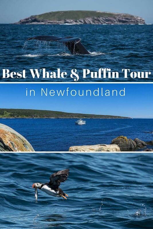 The BEST Whale Watching & Puffin Viewing in Canada!