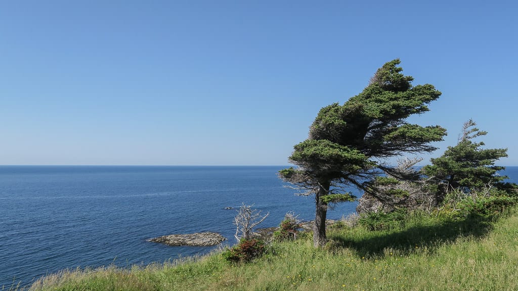 Wind blown tree and Atlantic Ocean along the Green Gardens Trail