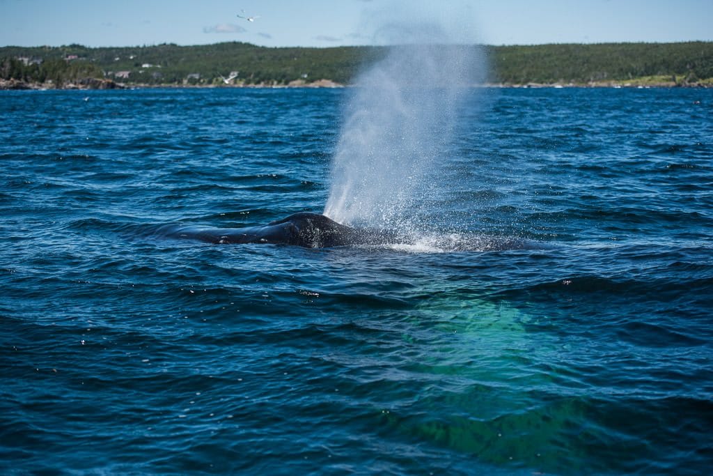 Humpback Whale blowing at the top of the water, letting us get a whiff of Whale Breathe