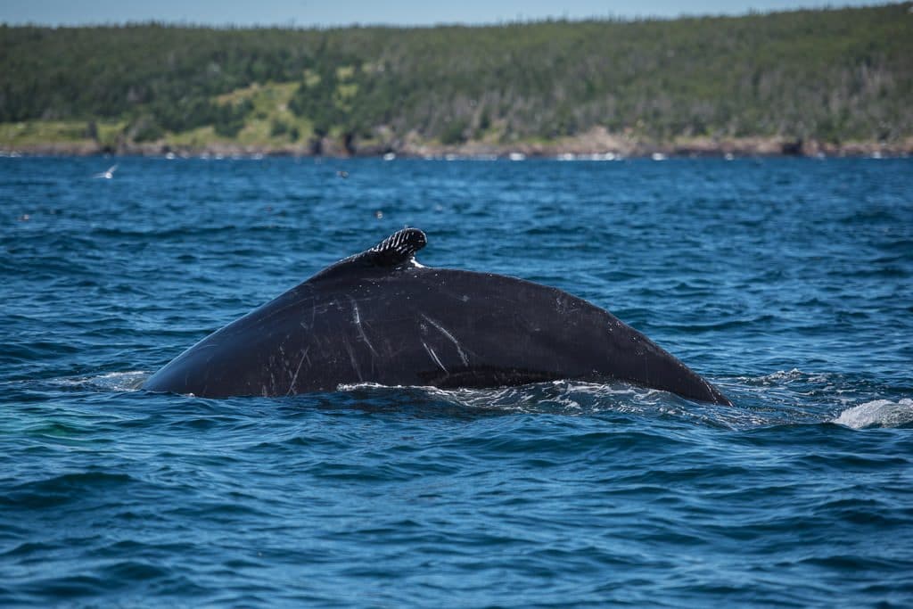 Humpback whales back as it dives under the water on our Newfoundland Whale Tour