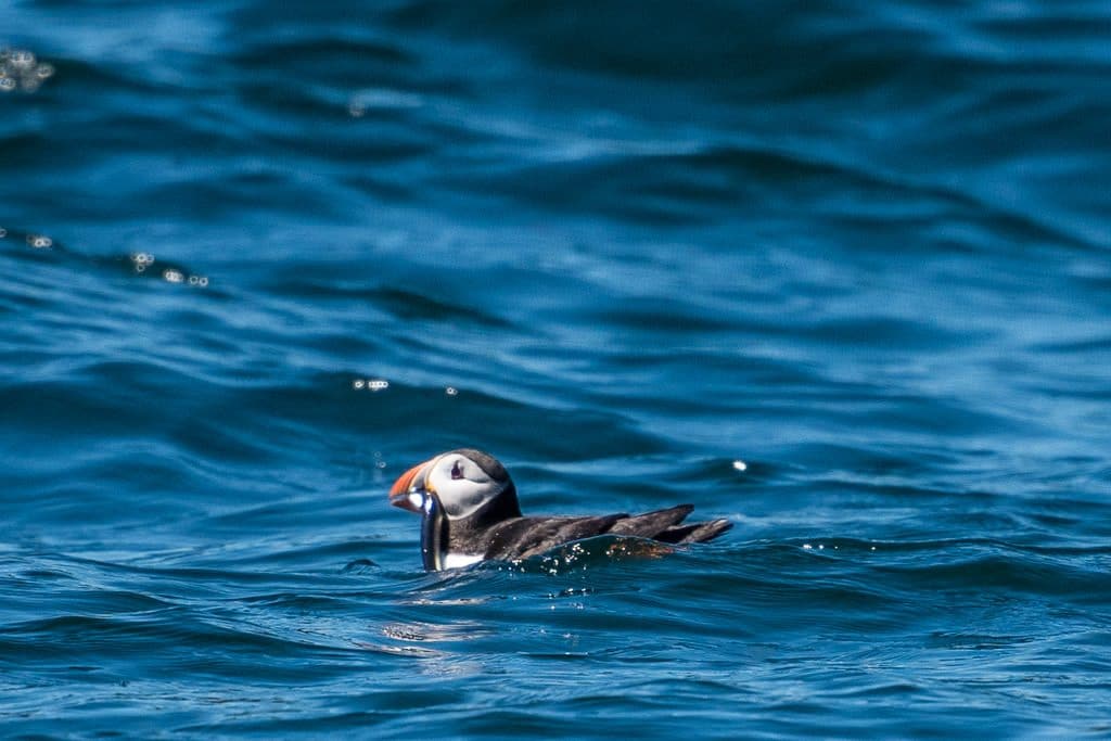 Puffin with fish in its mouth sitting atop the water