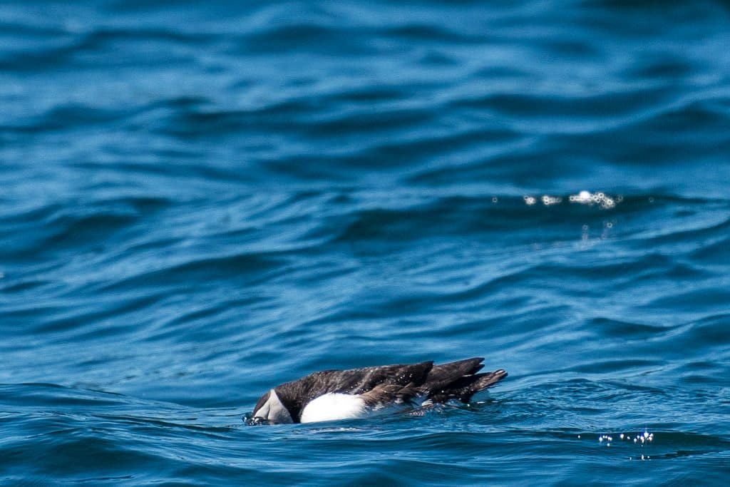Puffin sitting on top of the water with its face under the water, maybe looking for dinner?