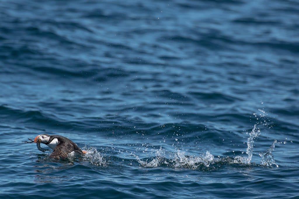 Newfoundland puffin flying across the water with food in its mouth