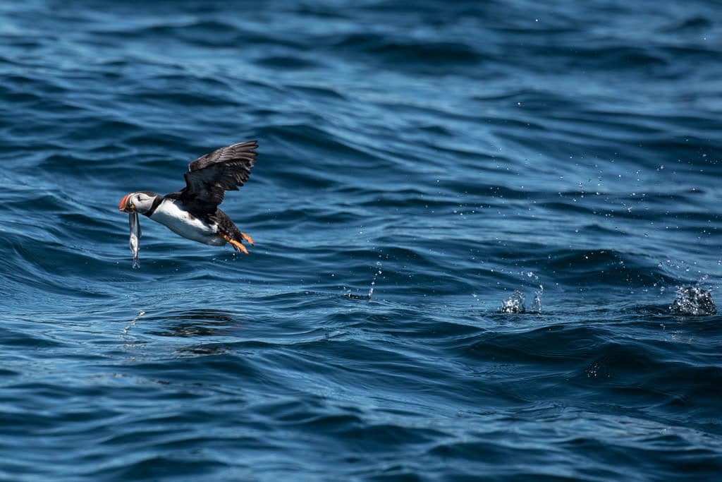 Fish dangling out of a puffins mouth as it tries to fly away from a Seagull