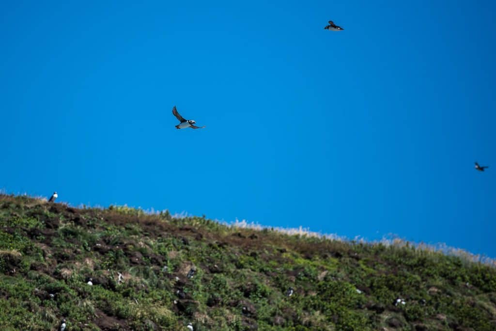 3 Puffin's flying through the air new the cliff ledge where they are nesting in Newfoundland