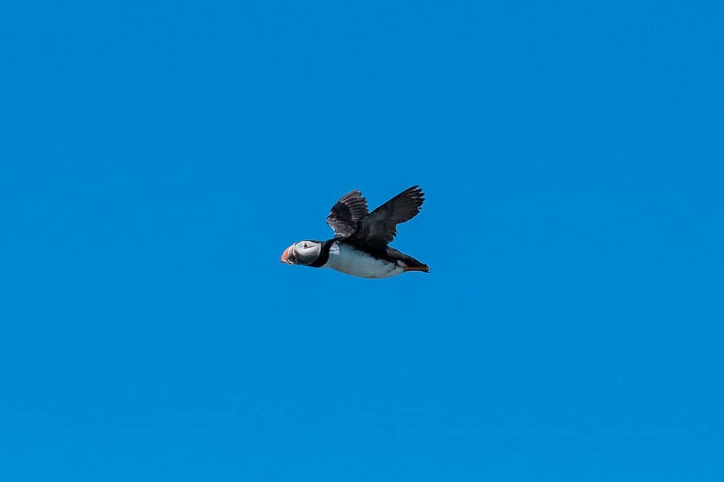 Puffin flying through the air on our Puffin Tour in Newfoundland