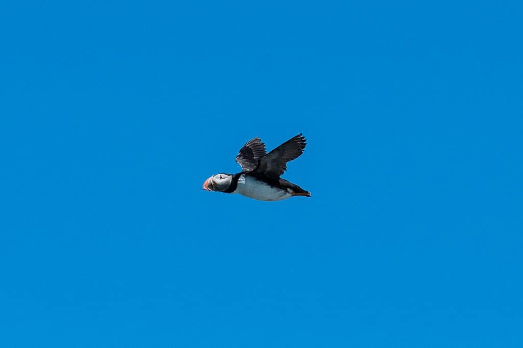 newfoundland puffins