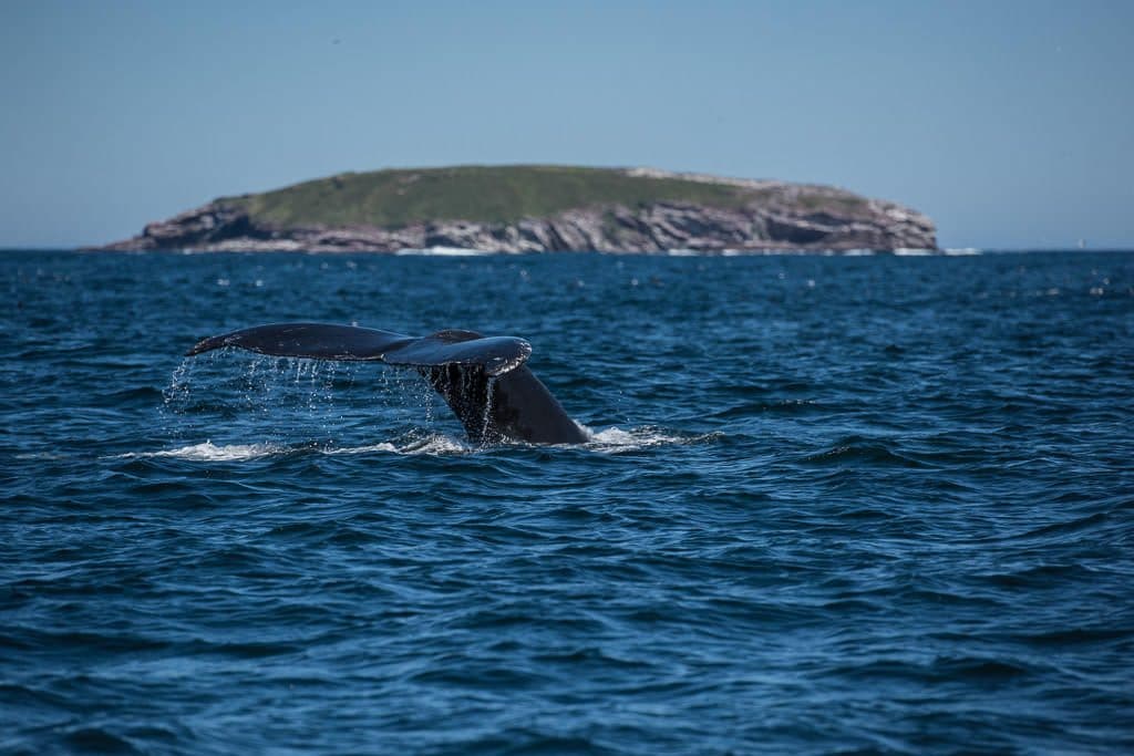 molly bawn whale & puffin tour in newfoundland