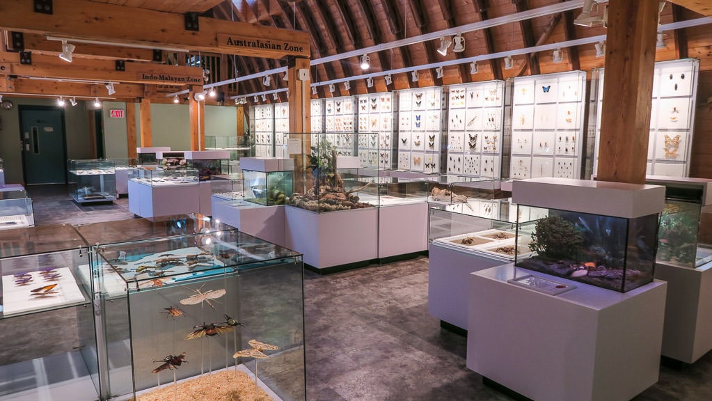 One of the rooms in the Insectarium with thousands of insect specimens from all over the world
