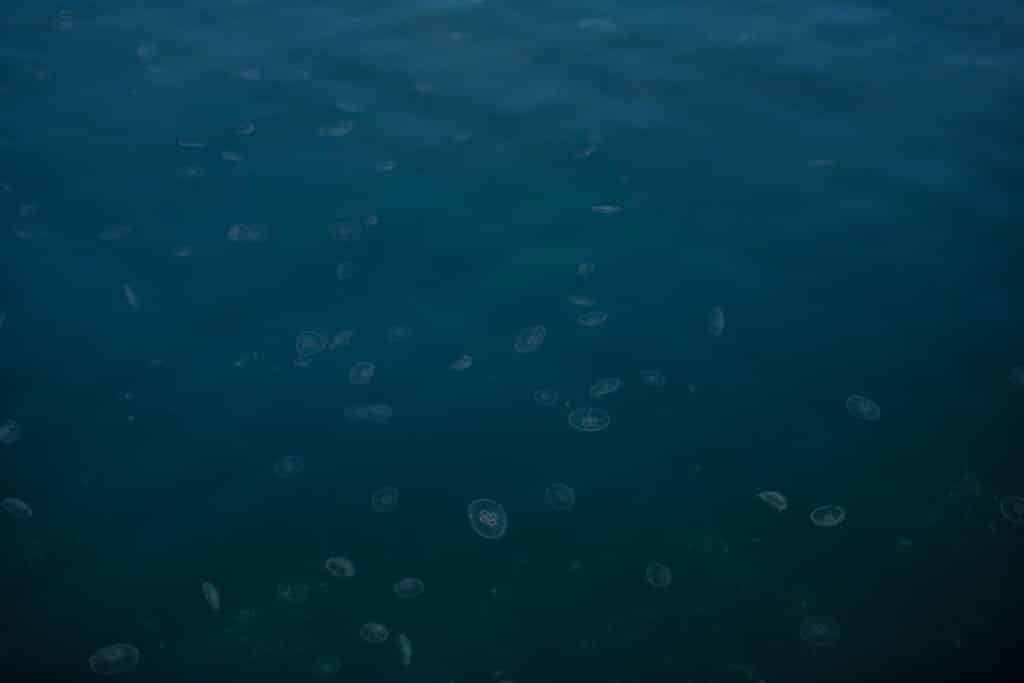 Tons of jellyfish in the clear water beneath our boat.