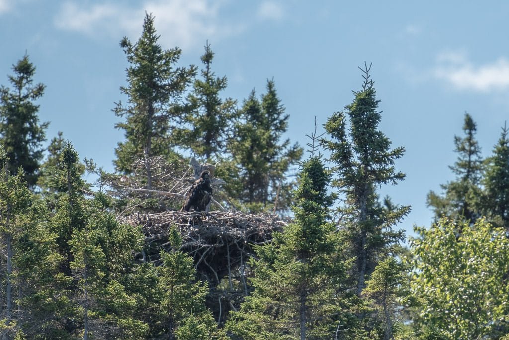 Bald Eagle perched atop it's nest in Terra Nova National Park