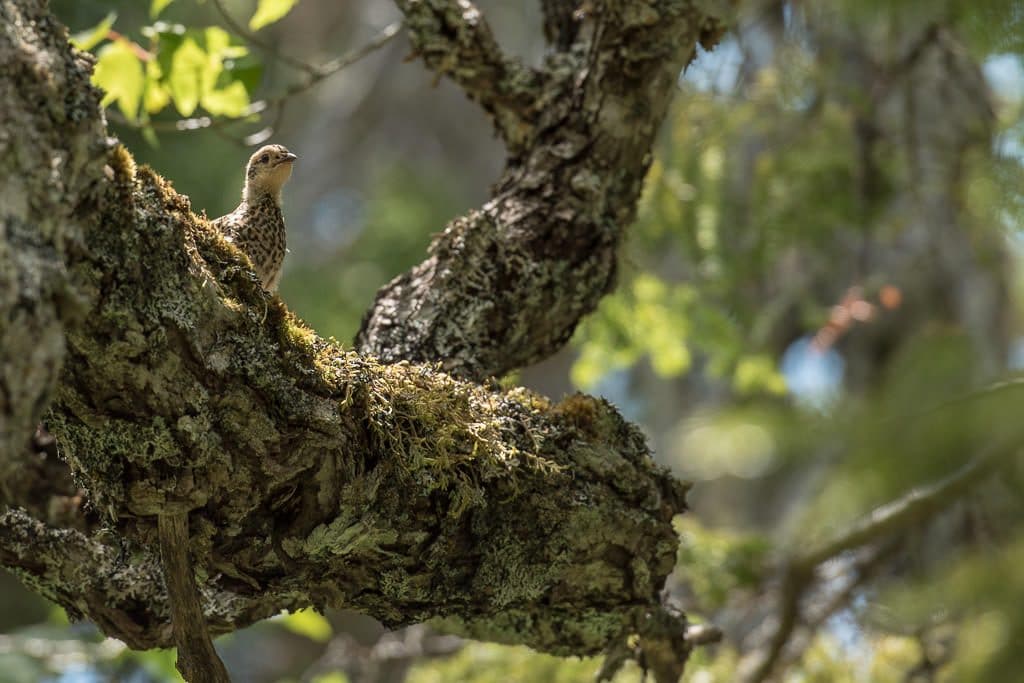 Baby grouse up in a tree on a branch