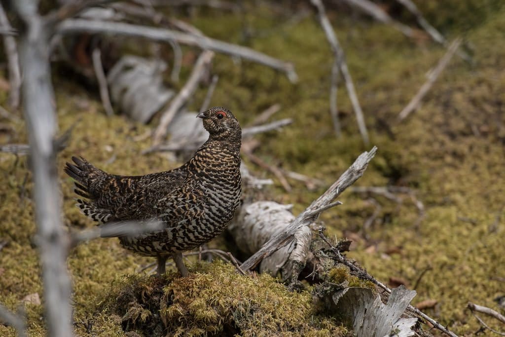 Large Grouse we saw at the start of our hike 
