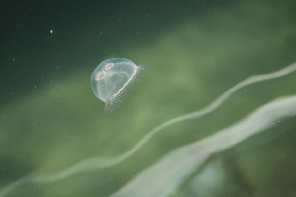 Jellyfish in the water next to our Kayak