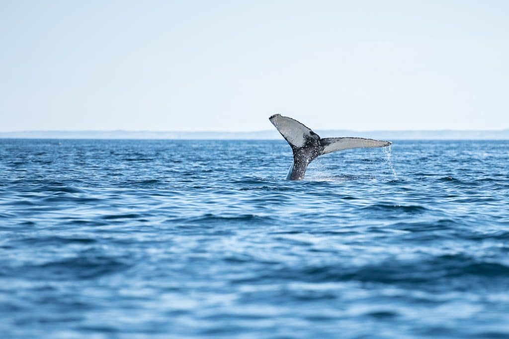 Humpback whale tale in the air as the beautiful creature dives to the depths