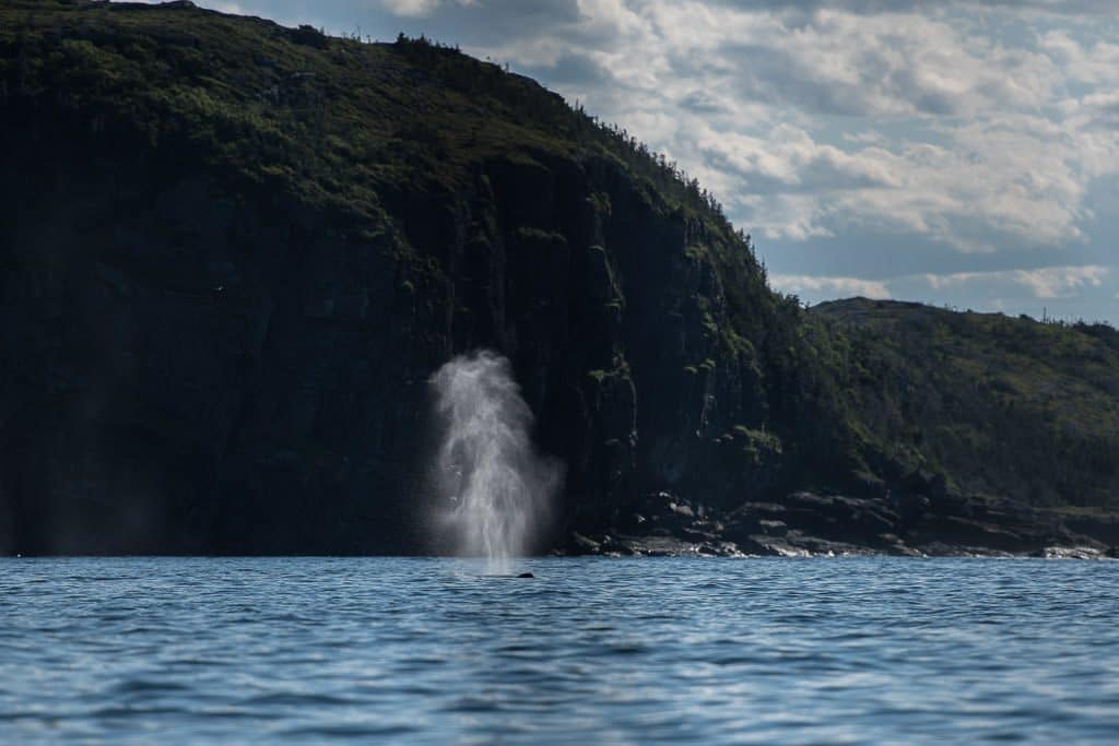 Humpback whale blowing as it reaches the top of the water, with huge cliffs in the background