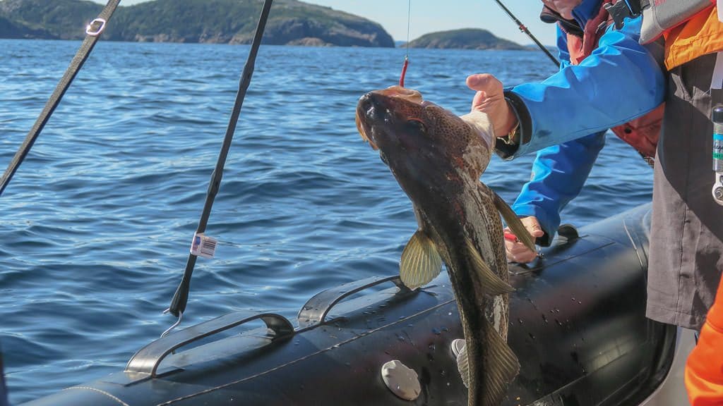 Cod still on hook just caught while fishing in Newfoundland