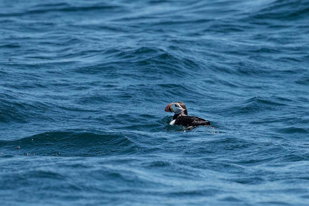 Puffin sitting in the water near Terra Nova National Park