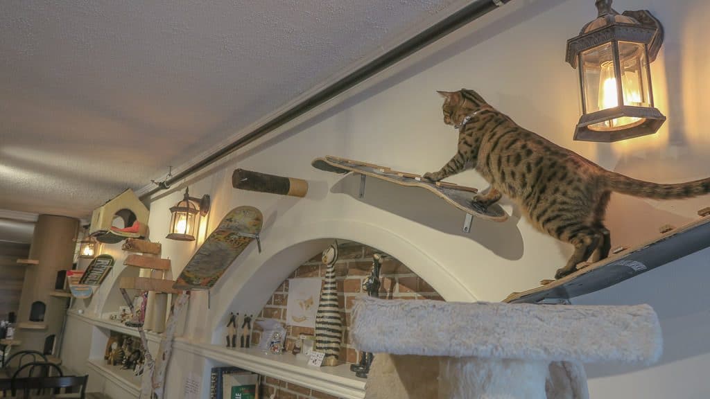 Leopard spotted cat climbing through the wall bridges made for them at the Cat Cafe in Quebec City