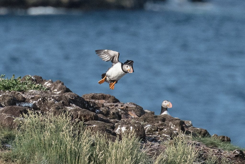 Atlantic Canada Puffin flying back to the nest in Elliston