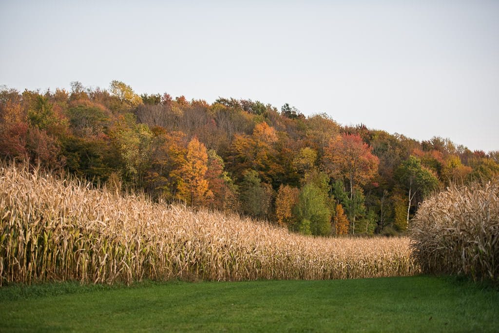 Tall corn husks with bright fall trees in vermont at a Harvest Host farm we stayed at in our RV