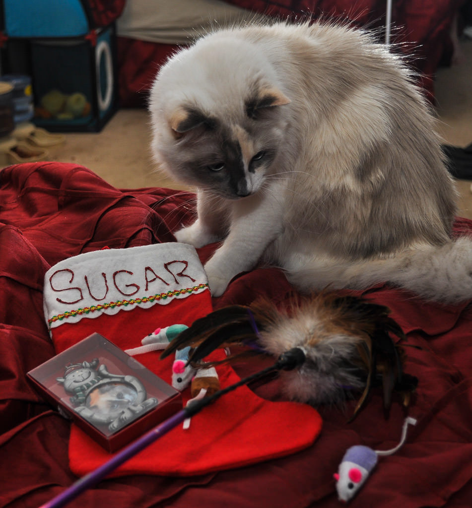 sugar rv cat