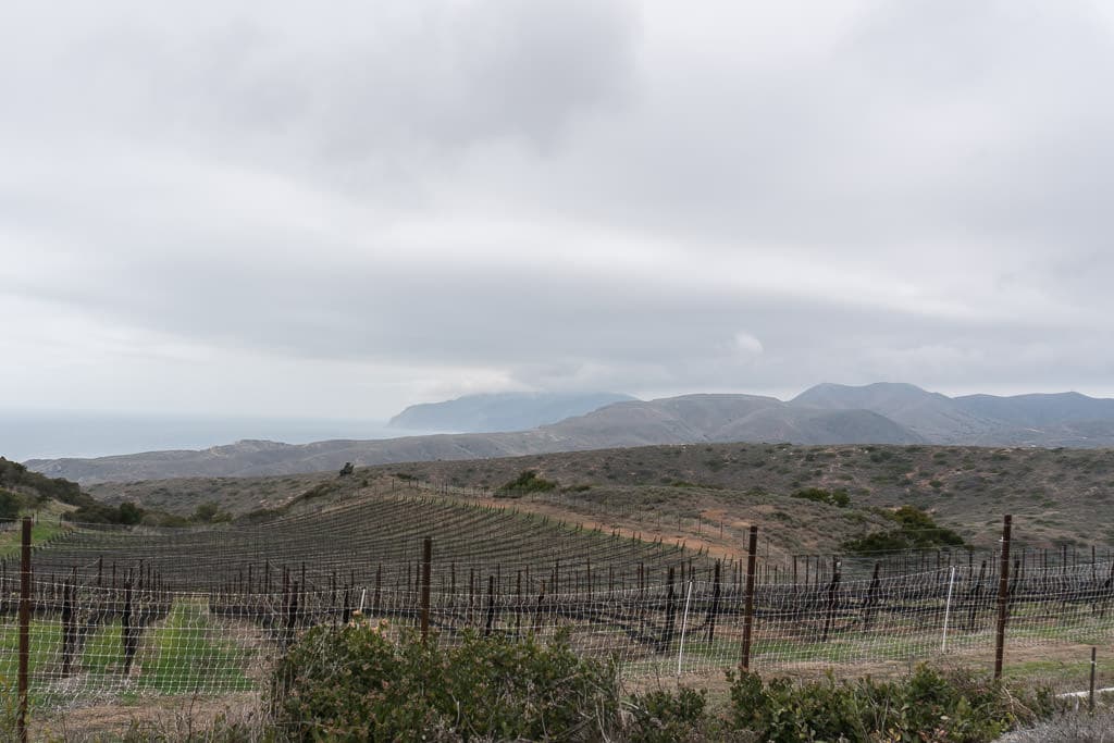 A newly vineyard in the interior of Catalina Island
