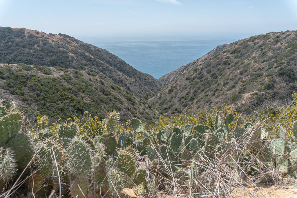 Cactus growing on the side of the trail looking into a valley out towards the ocean.