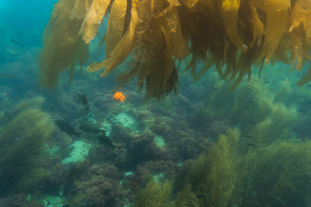 Kelp and underwater growth with a Girabaldi swimming around during our Undersea Expedition tour