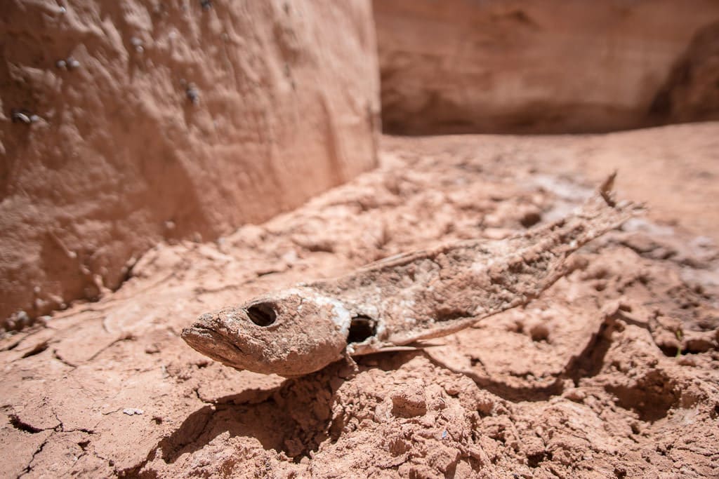 Dried fish in some dried dirt in a portion of the canyon that had water in it at one point recently