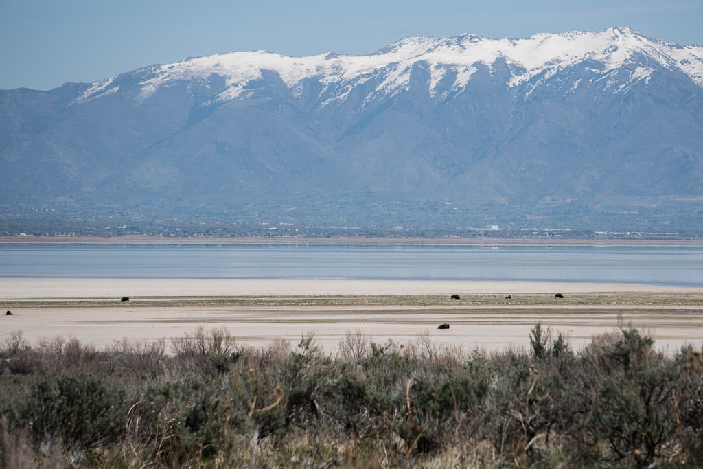 Bison on a salt flat with snow-topped mountains in the background while driving around Antelope Island State Park