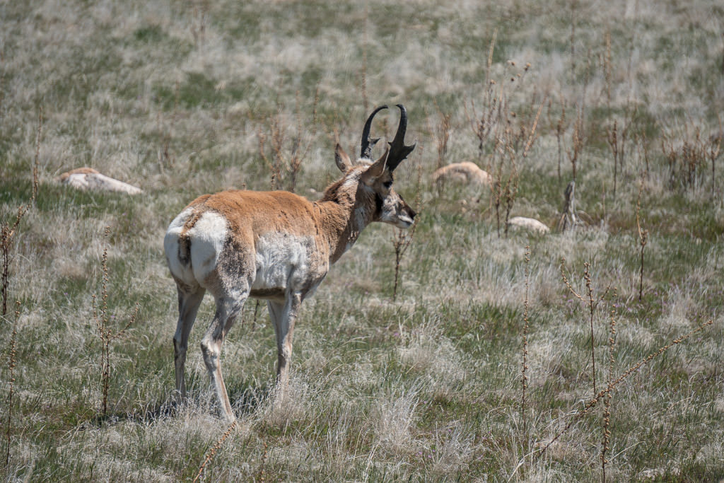 An antelope in Antelope Island State Park