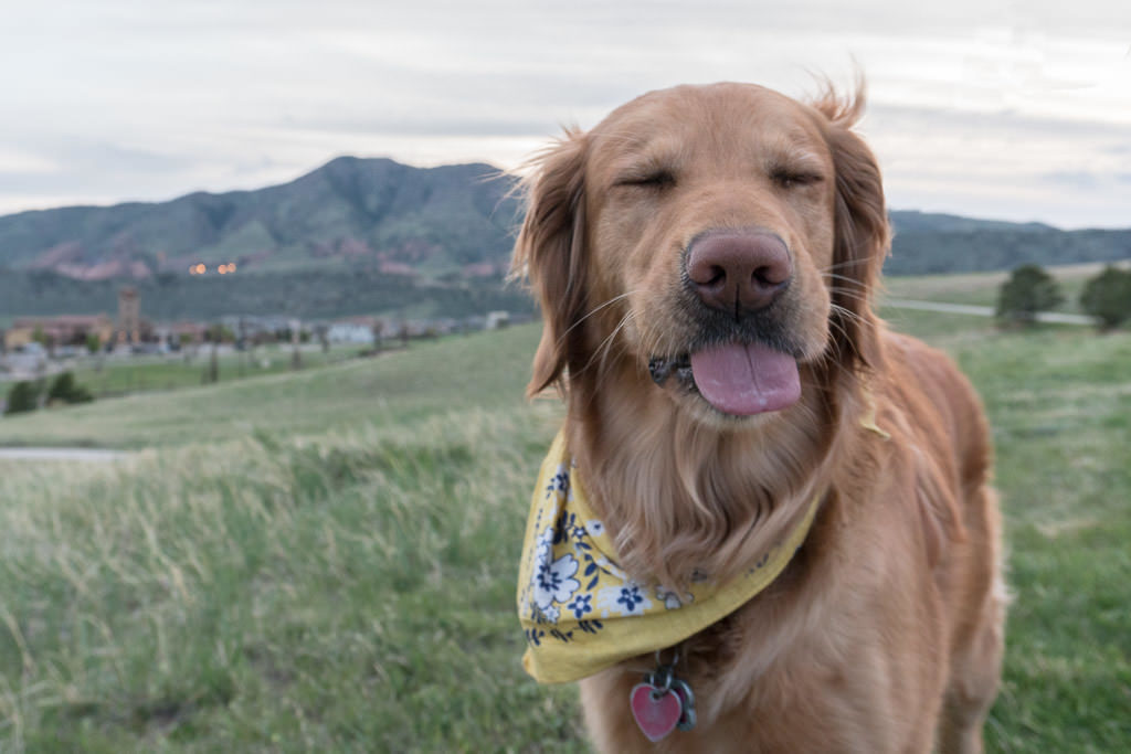mountain views with golden retriever in colorado we were pet sitting for