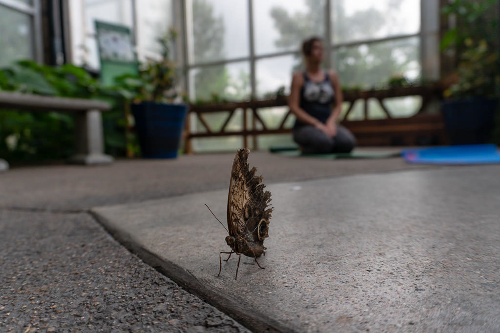 butterfly on the ground during a yoga class in the Westminster Butterfly Pavilion