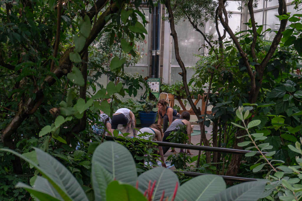 People doing yoga in the Butterfly Pavilion
