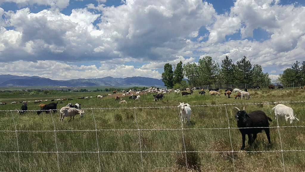 Goat herd that is part of summer grass control at standley lake