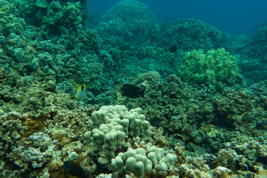 Molokai hawaii snorkeling with reef fish